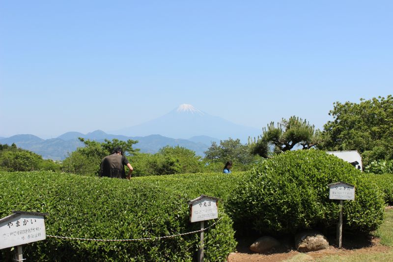 日本平お茶会館　茶畑　富士山 静岡で新茶摘み体験をしました！